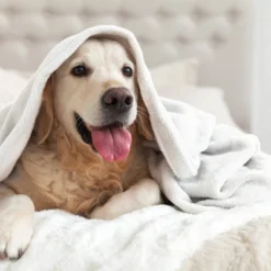 Micro Fleece Bed Blanket - Vellux -Baxton Studio Store GUEST 13ca239a e068 405b 9c7a 06331f48a923